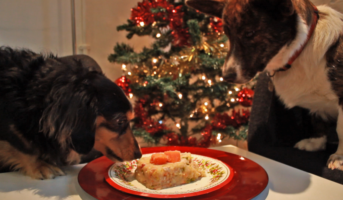 Two eager doggies are sat at the table in front of a beautifully decorated Christmas tree. One dog looks down at the dinner whilst the other can't resist temptation and is sniffing the dinner plate ready to take a bite!