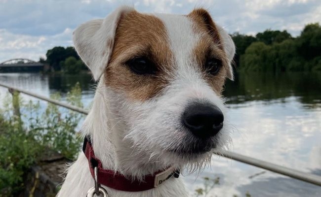 Lottie, the Parson Russell Terrier