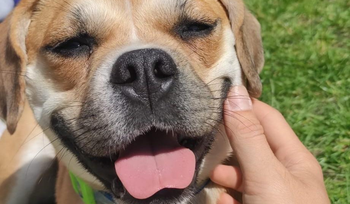 A very happy doggy with a large smile that stretches from ear to ear is enjoying a neck scratch from their borrower.