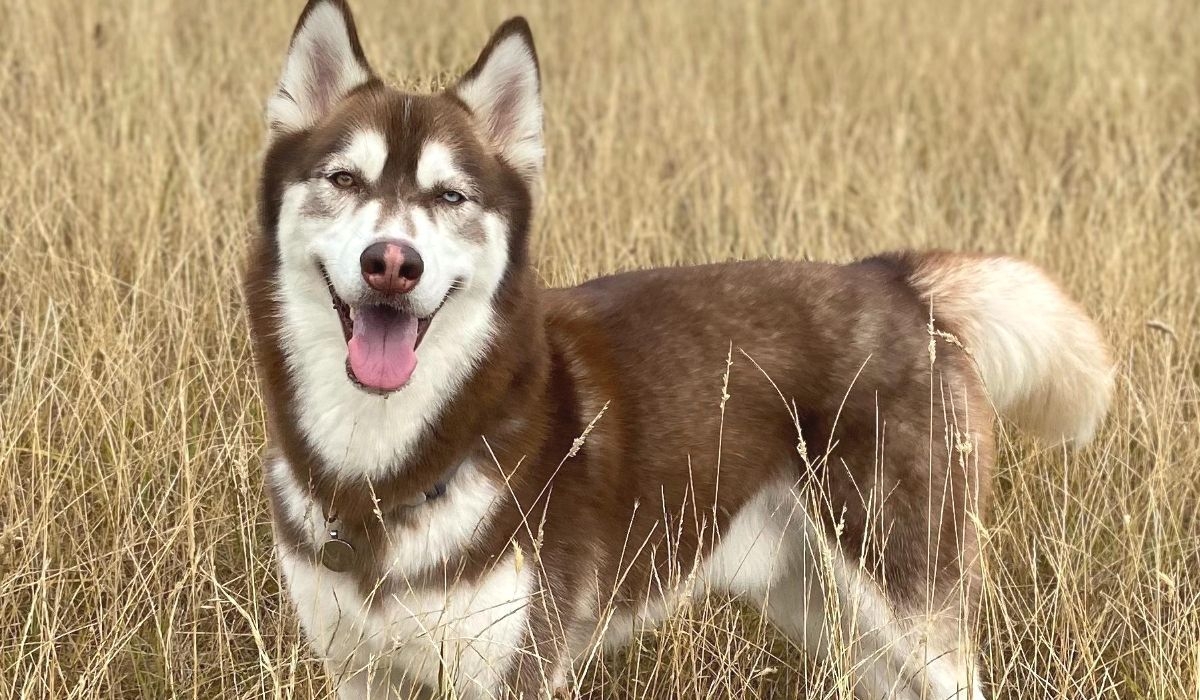 husky dog ready for a canicross run