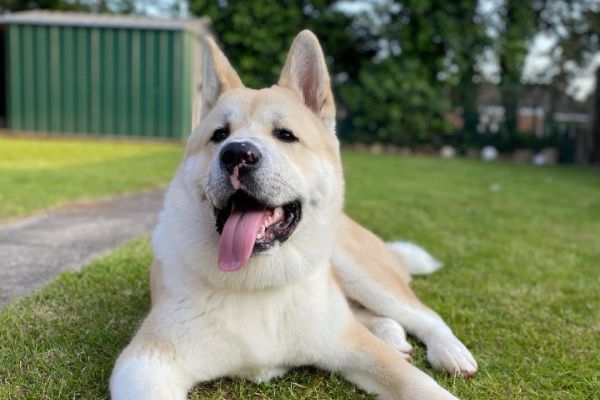 Zeus, the Akita