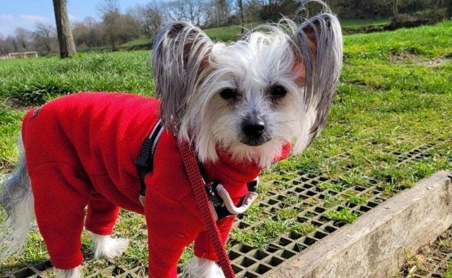 Winnie Woo, the Chinese Crested Dog