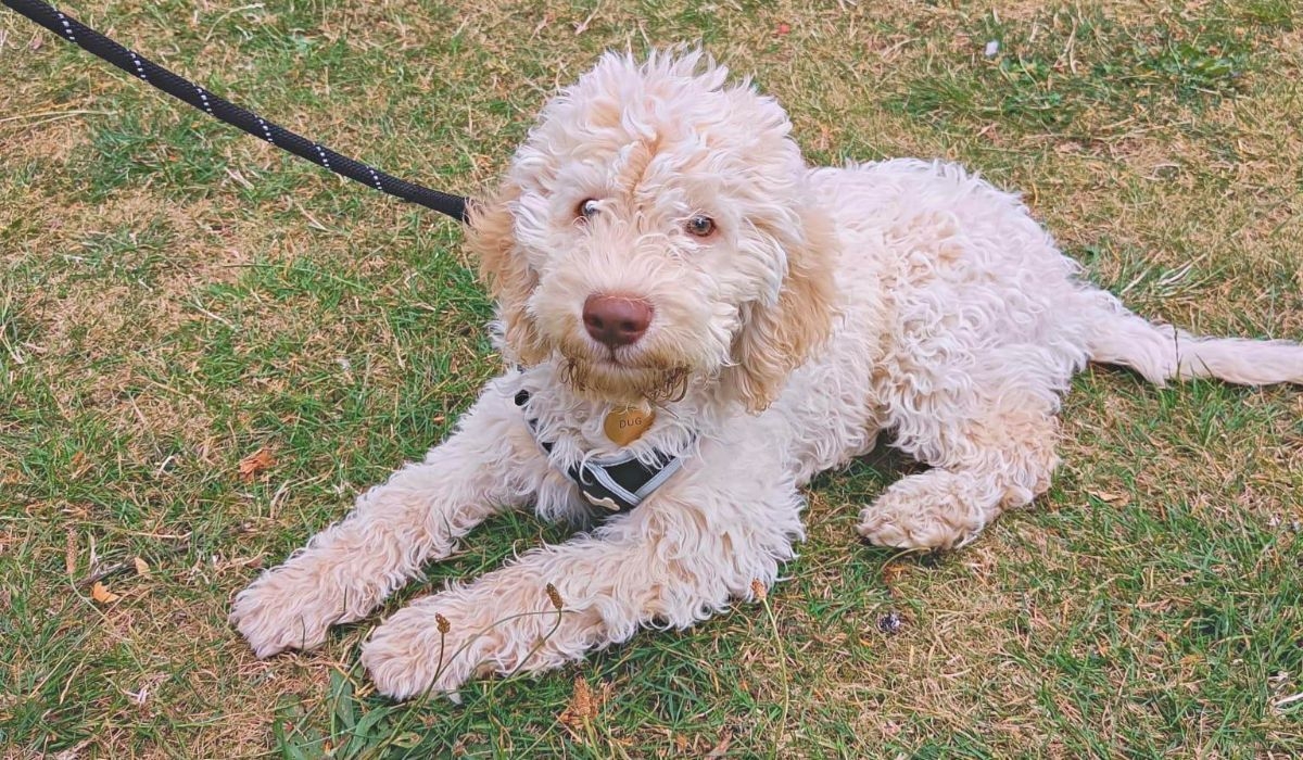 lagotto romagnolo