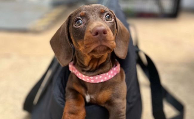 Doggy member Pip, the Miniature Dachshund sitting in a handbag carrier ready for a trip to Selfridges.