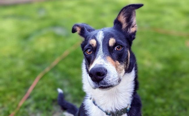 Luna, the Smooth Collie