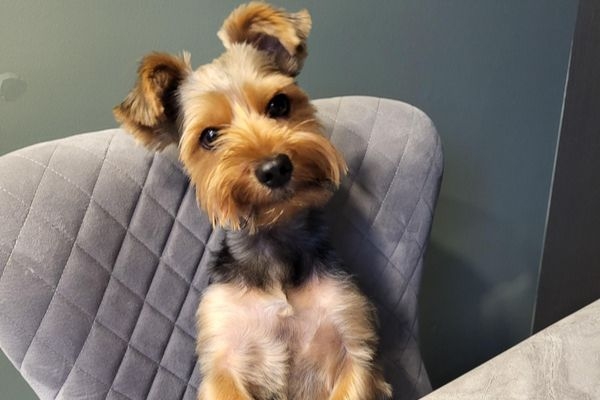 Jojo, the Yorkshire terrier