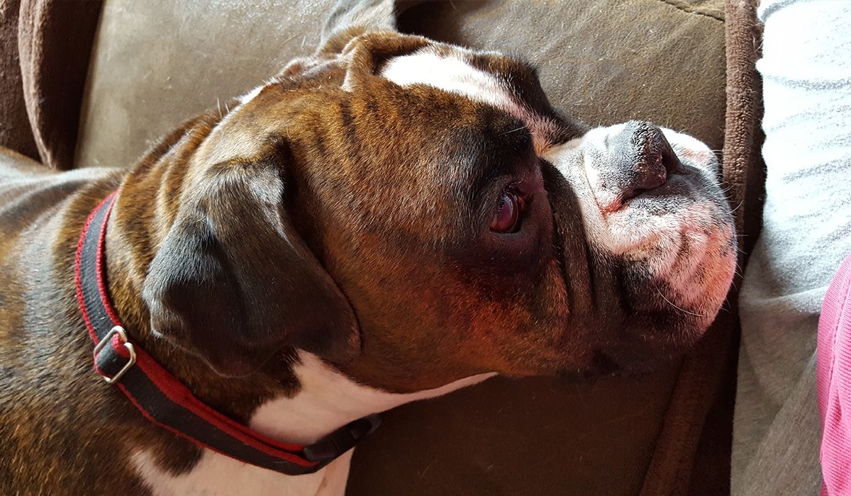 Bella the Boxer relaxes on the sofa