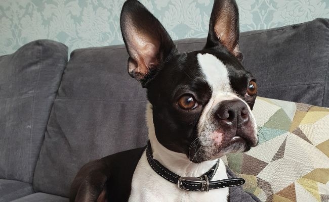 Zeus, the Boston Terrier