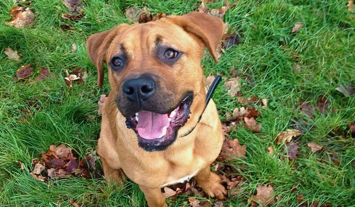 A large, stocky, short-haired, golden dog is sitting happily on the grass covered with autumn leaves.