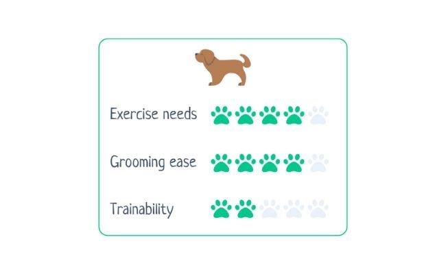 Boerboel  Exercise needs 4/5; Grooming ease 4/5; Trainability 2/5