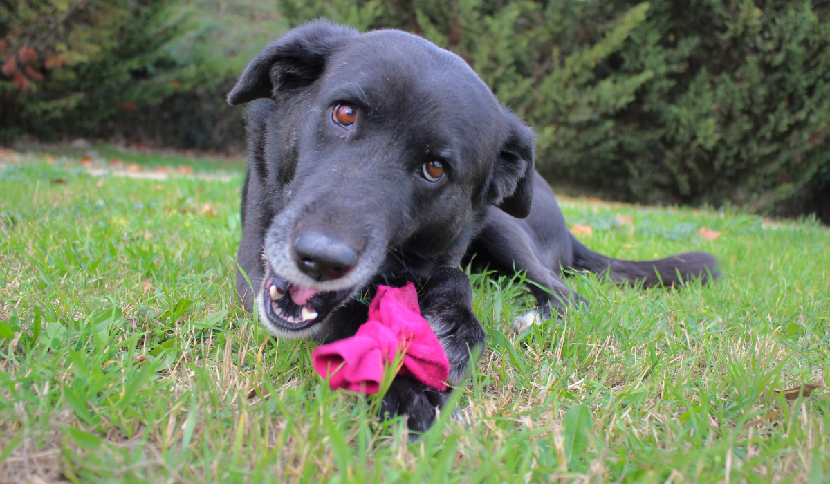 A happy, black dog is lying in the garden with their DIY water bottle toy. 