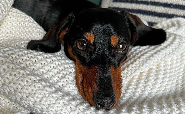 Miniature Dachsund, Rupi, laying on a white blanket, ears flat, looking sad 