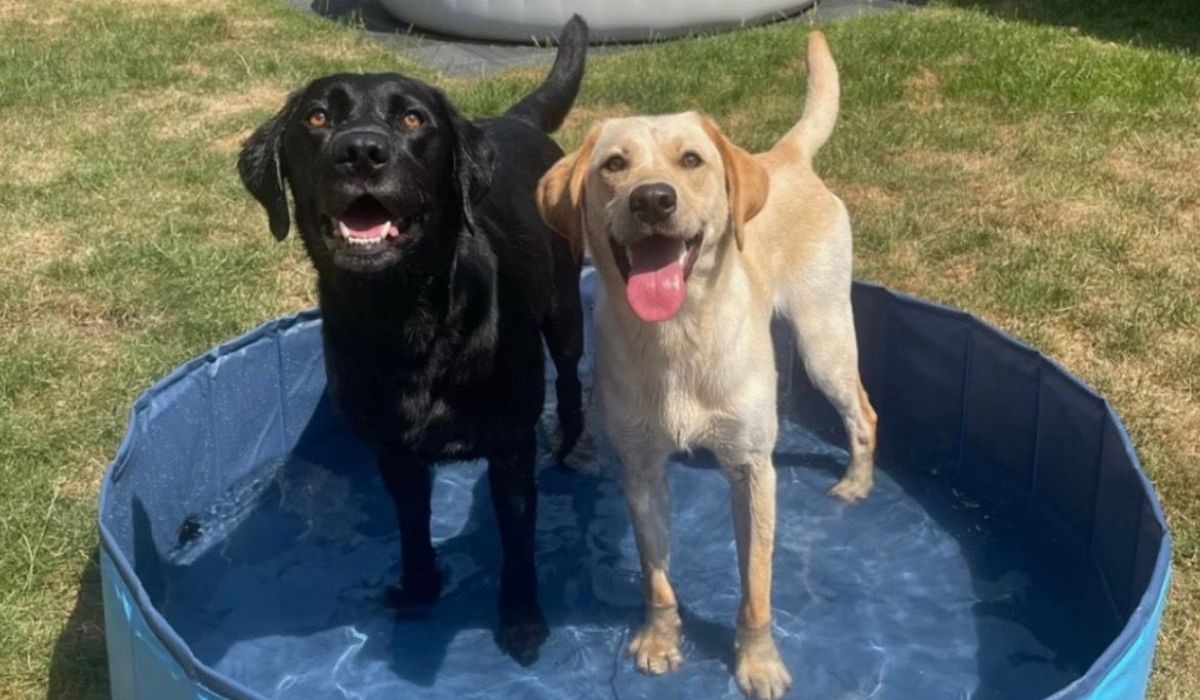 splashy entertainment for 2 dogs on a hot day