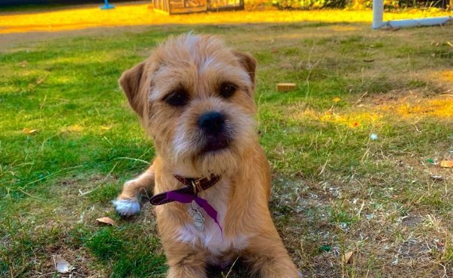 Roxy, the Norfolk Terrier