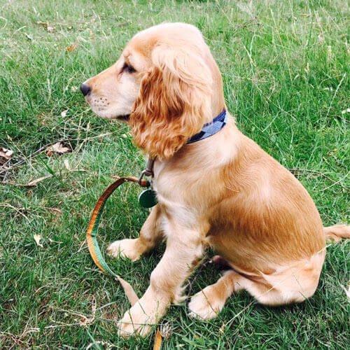 Doggy member Teddy sitting on grass