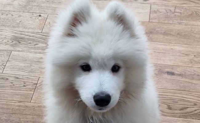 Sky, the Samoyed