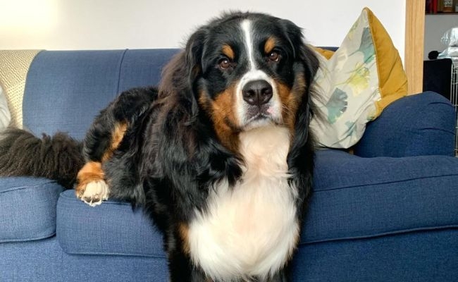 Doggy member Emilio, the Bernese Mountain Dog, sitting on the sofa with their front paws touching the floor in a very lazy manner