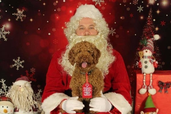 A red, golden Cockapoo sat on Santa's lap