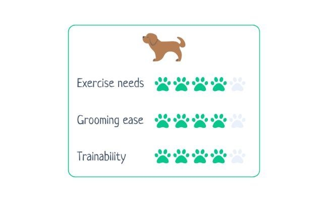 Smooth Collie  Exercise Needs 4/5 Grooming Ease 4/5 Trainability 4/5 