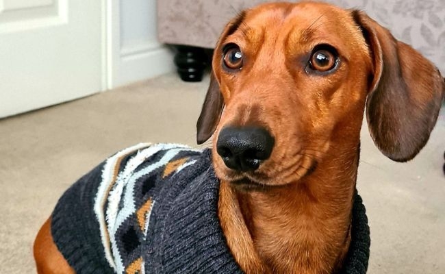 Biscuit, the Dachshund