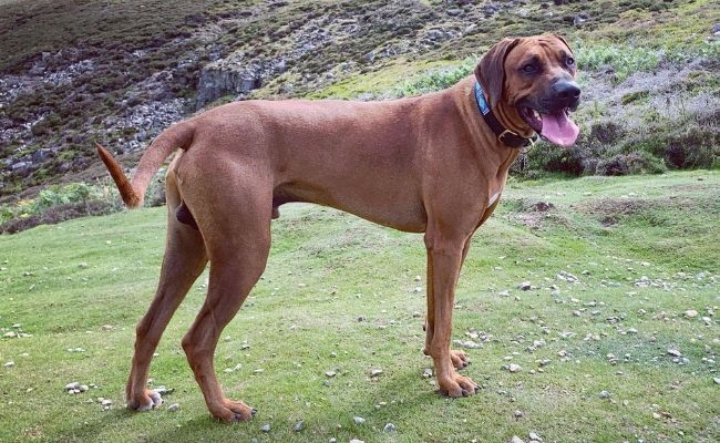 Reggie, the Rhodesian Ridgeback