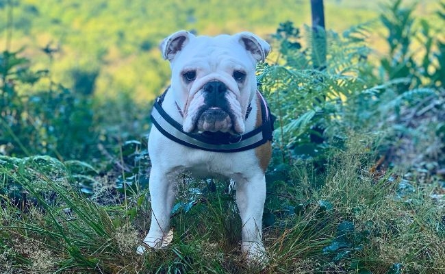 Doggy member Rose, the Bulldog enjoying a cold, frosty morning walk