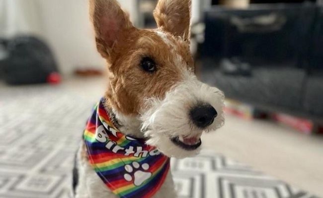 Bite, the Wire Fox Terrier