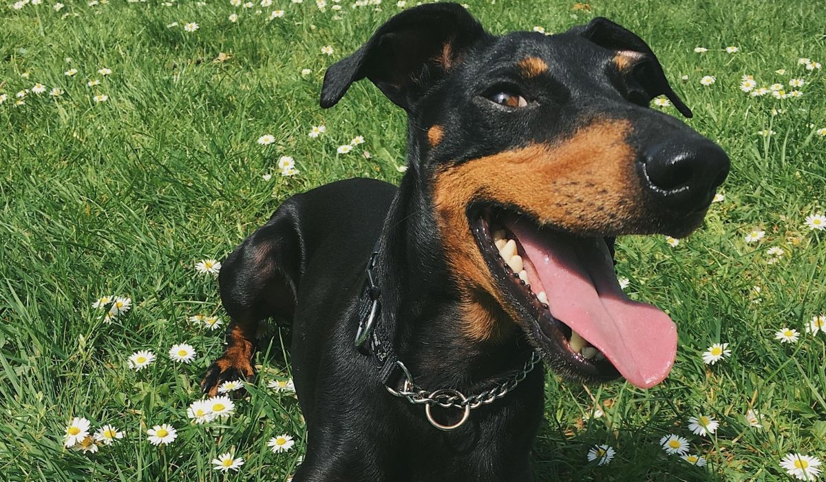 Manchester Terrier