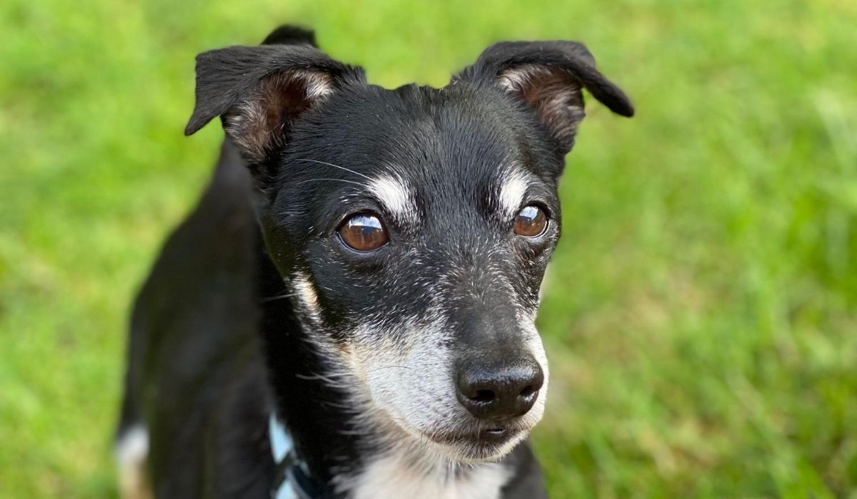 Archie, the Jack Russell who is a rescue dog