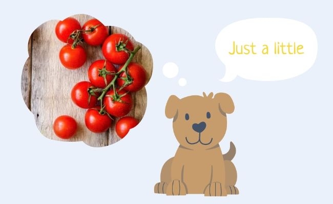 A dog daydreaming of enjoying a few bits of tomato