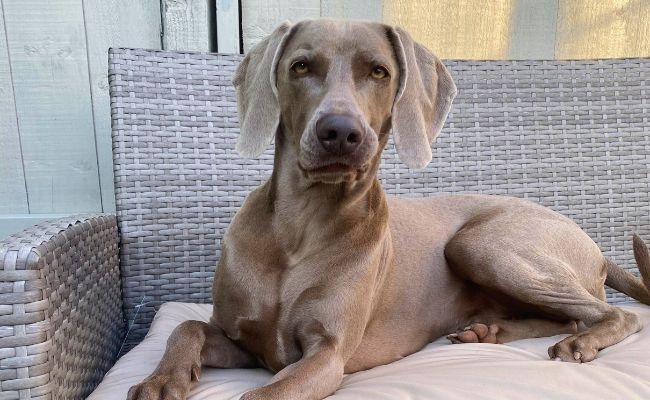 Dolly, the Weimaraner