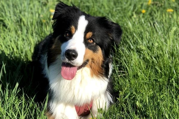 Luna, the Australian Shepherd, in a nice patch of grass