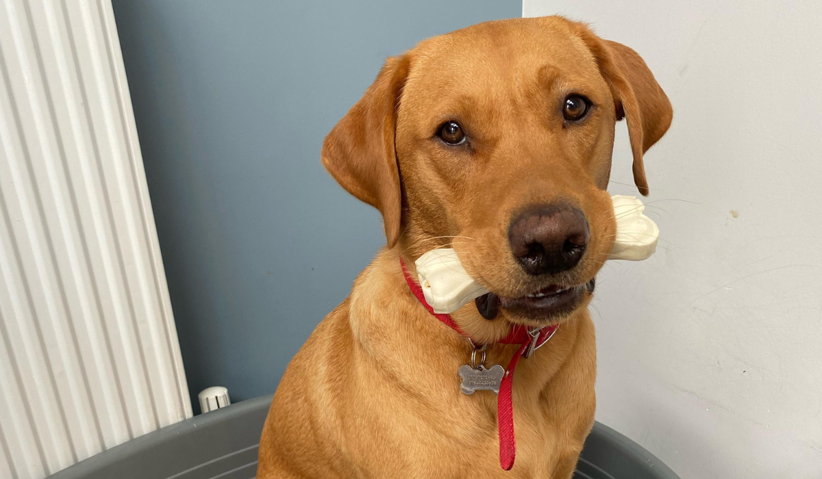 A beautiful fox-red Labrador sits holding a toy bone at home.