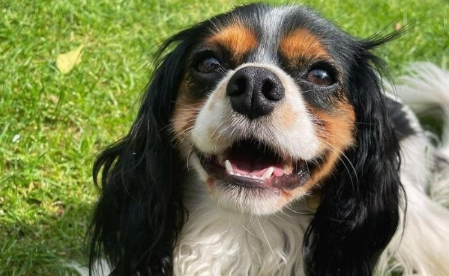 Eddie, the Cavalier King Charles Spaniel