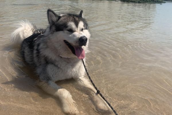 Kaskae the Alaskan Malamute taking a dip in the sea