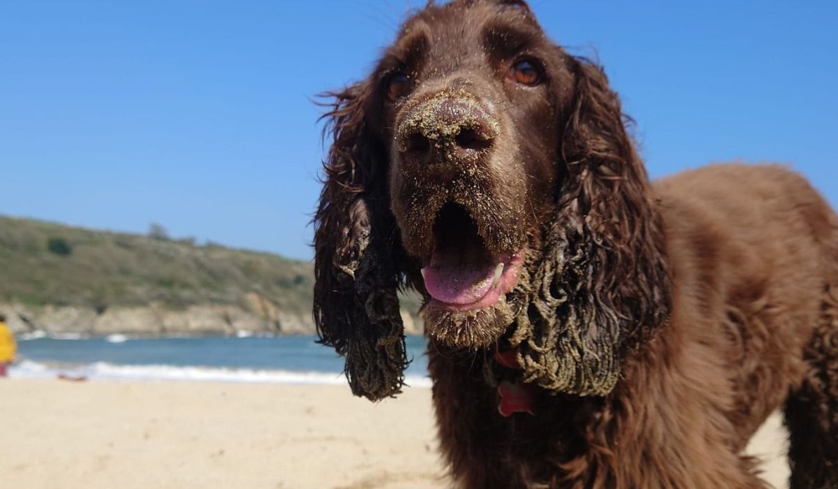 Field Spaniel