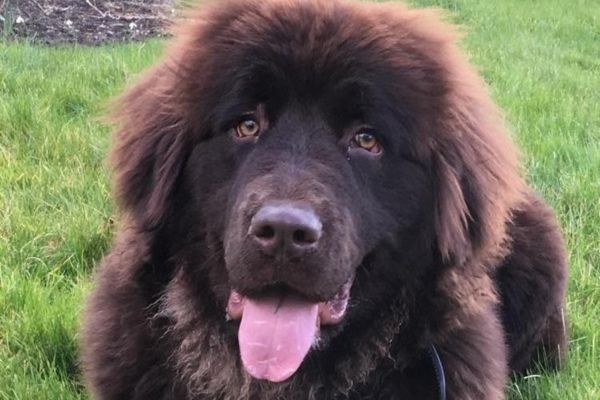 Lexi, the Newfoundland