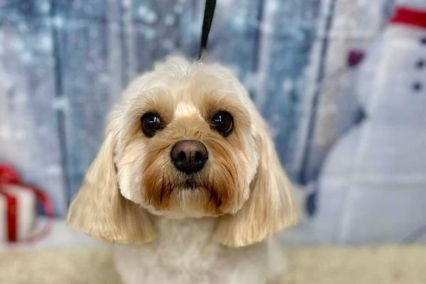 A gorgeous white Cavachon sat in front of a snowy themed backdrop