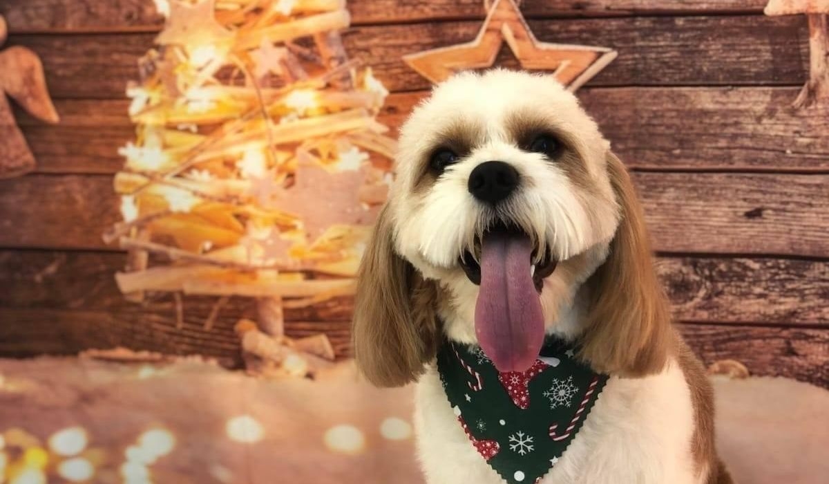 a happy pup wearing a bandana in front of some christmas decorations