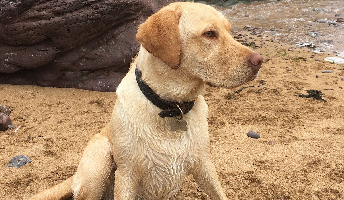 A Golden Lab sits on a sandy beach staring off into the distance