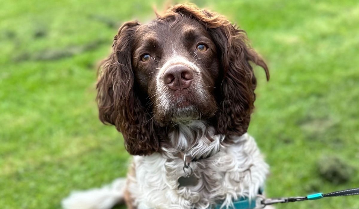 A beautiful, brown and white dog, with long, brown, luscious, floppy ears, a large brown nose, sits down in the grass after a long walk.