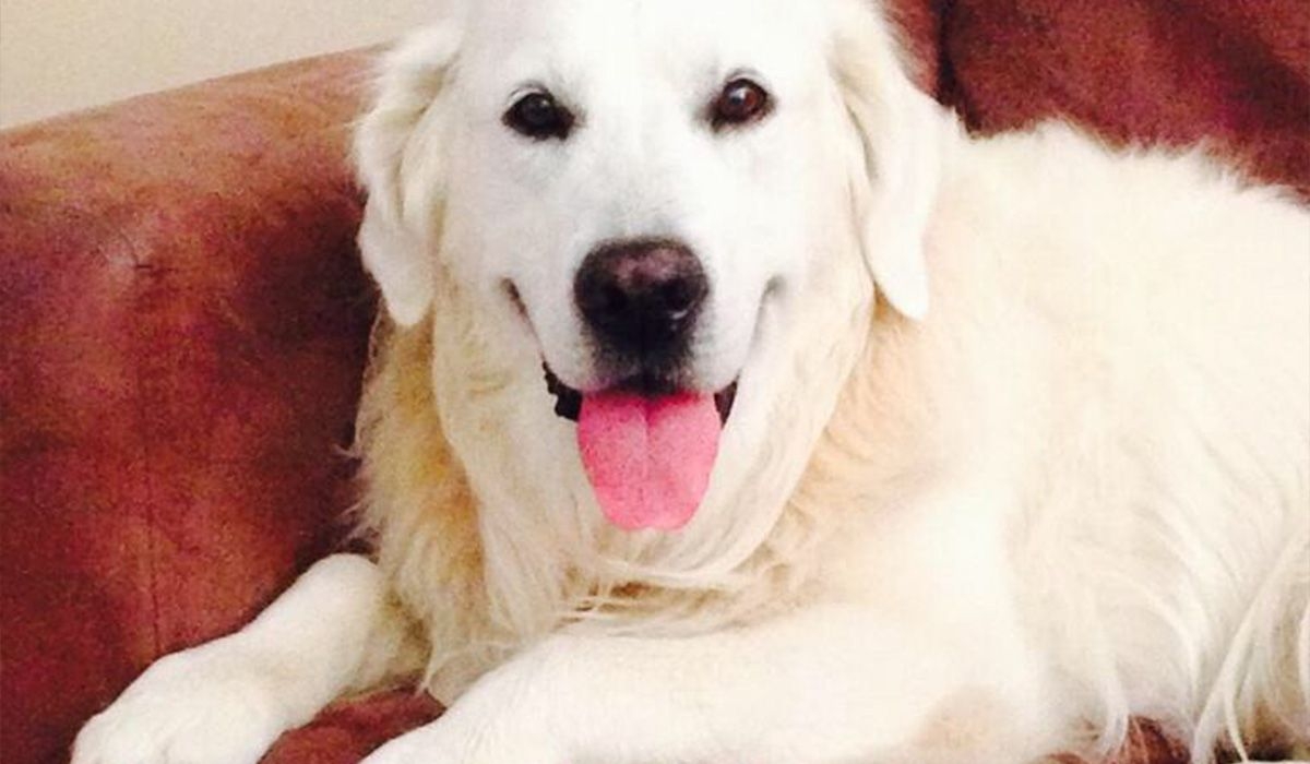 A white fluffy dog relaxes on a sofa