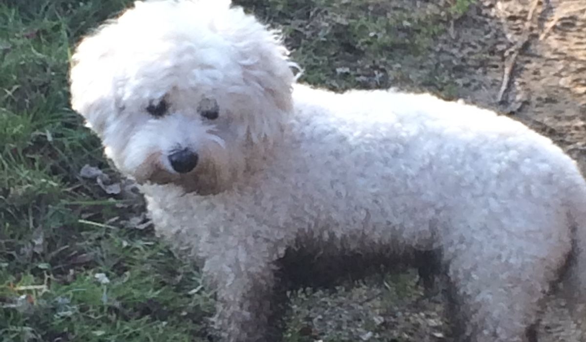 George, a white dog with curly fur, has been running in the mud and has a muddy tummy and legs.