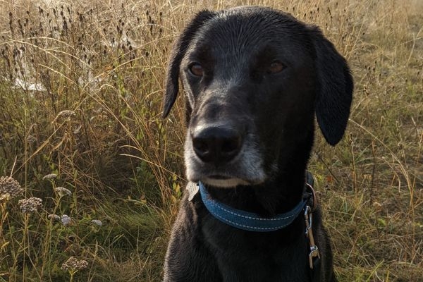 Milo the Cross Breed sitting amongst the long grass on an afternoon walk