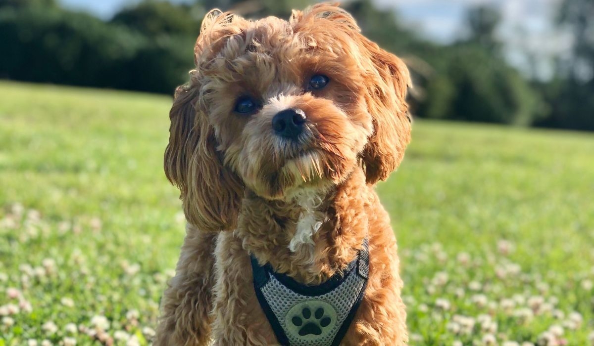 A cute, golden, curly haired dog is standing in a pretty field.