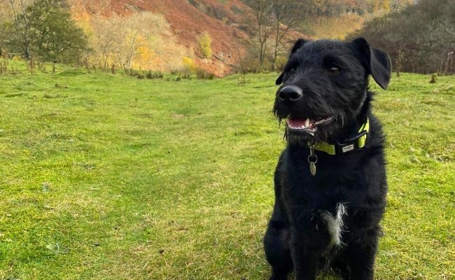 Doggy member Lenny, the Patterdale Terrier sitting calmly on a walk waiting for a treat