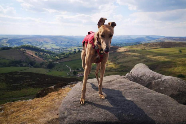 Doggy member Gracie, the Greyhound, on top of the world!