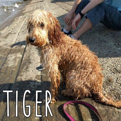 Tiger is wet, she sits near the water with a human beside her