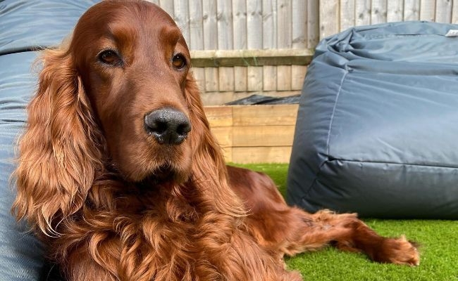 Murphy, the Irish Setter