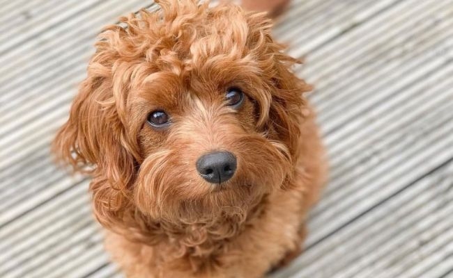 Doggy member Coco, the Cavapoo, sitting on the decking in the garden